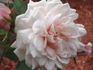 Lady Moss rose photo