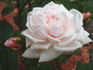 Lady Moss rose photo