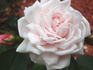 Lady Moss rose photo