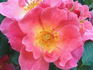 Rosenstadt Zweibrücken ® rose photo