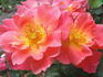 Rosenstadt Zweibrücken ® rose photo