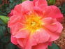 Rosenstadt Zweibrücken ® rose photo