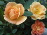 Sequoia Twist rose photo