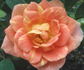 Sequoia Twist rose photo