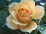 Sequoia Twist rose photo