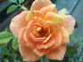 Sequoia Twist rose photo