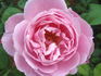 Paul's Early Blush rose photo