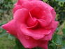 Flower Carpet Pink Supreme rose photo
