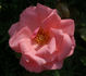 Charles Dillon rose photo