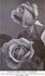 Christine rose photo