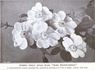 Bradwardine rose photo