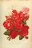 Jeanne d'Arc rose photo