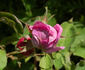 Comtesse Henriette Combes rose photo