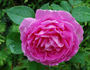 Comtesse Henriette Combes rose photo