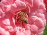 Royal Bonica rose photo