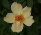Dancing Butterflies rose photo