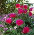 Dr. Andry rose photo