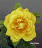 Golden Wedding rose photo