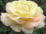 Charlotte Brownell rose photo