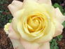 Charlotte Brownell rose photo