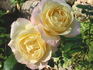 Charlotte Brownell rose photo