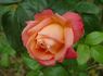 Mikado ™ rose photo