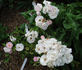Echo rose photo