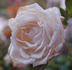 Enver Pascha rose photo