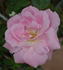 Fru Xenia Jacobsen rose photo