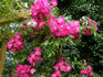 Île de France rose photo