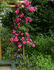 Île de France rose photo
