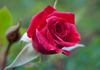 174-02-17 rose photo