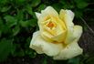 Citrina rose photo