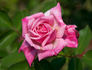 120-06-07 rose photo