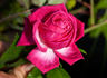 120-06-07 rose photo