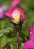 Nutshop rose photo