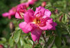 Nutshop rose photo