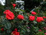Tchin-Tchin, Cl. rose photo