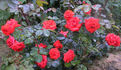 Tchin-Tchin, Cl. rose photo