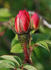 Nutshop rose photo