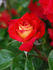 Dolly's Forever Rose rose photo