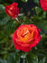Dolly's Forever Rose rose photo