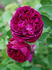 Etienne rose photo