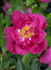 120-06-02 rose photo