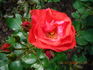 Cookies ® rose photo