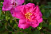 Nutshop rose photo