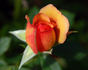Peach Sequoia Ruby Sport rose photo