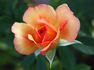 Peach Sequoia Ruby Sport rose photo