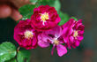 104-08-14 rose photo