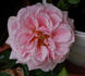 Graf Fritz von Hochberg rose photo
